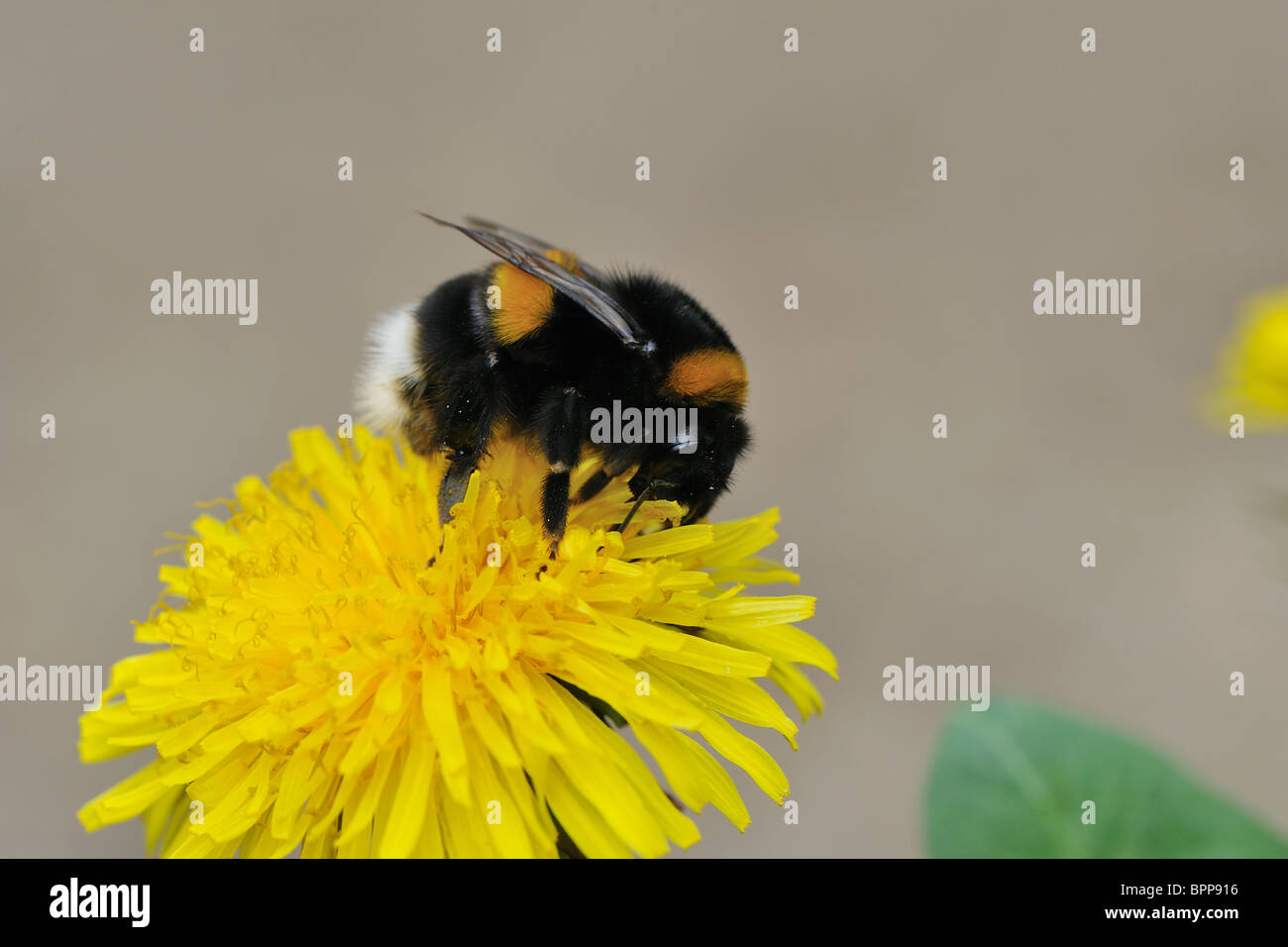 La reine bourdon (Bombus terrestris) collecte de nectar sur fleur de pissenlit (Taraxacum vulgaria) au printemps Banque D'Images