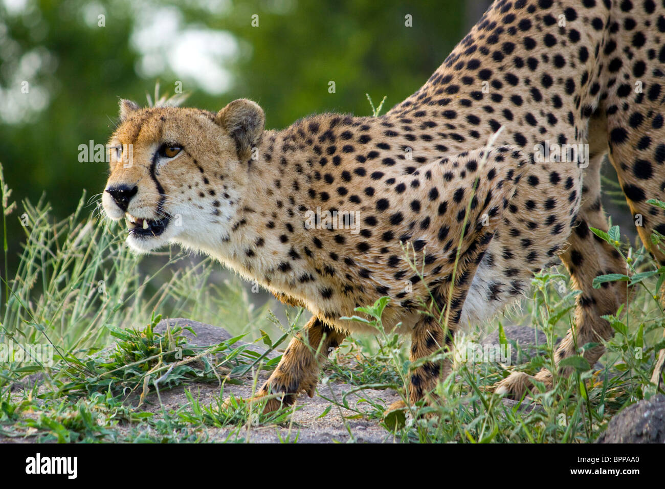 Guépard sauvage prêt à bondir sur Safari dans les sables bitumineux Sabie Banque D'Images