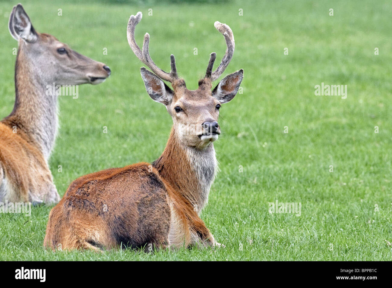 Red Deer (Cervus elaphus) stag au repos-spécimen en captivité Banque D'Images