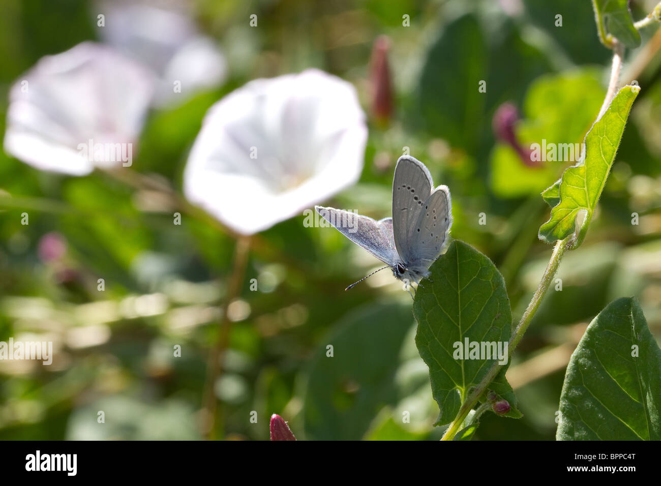 Petit papillon bleu (Cupido minimus) sur convolvulus. Banque D'Images