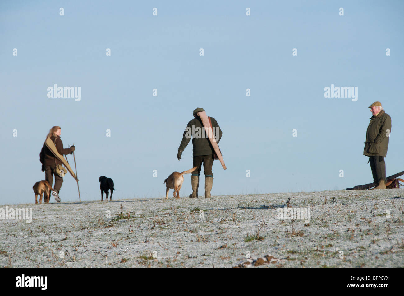Tirer un faisan au Royaume-Uni Banque D'Images