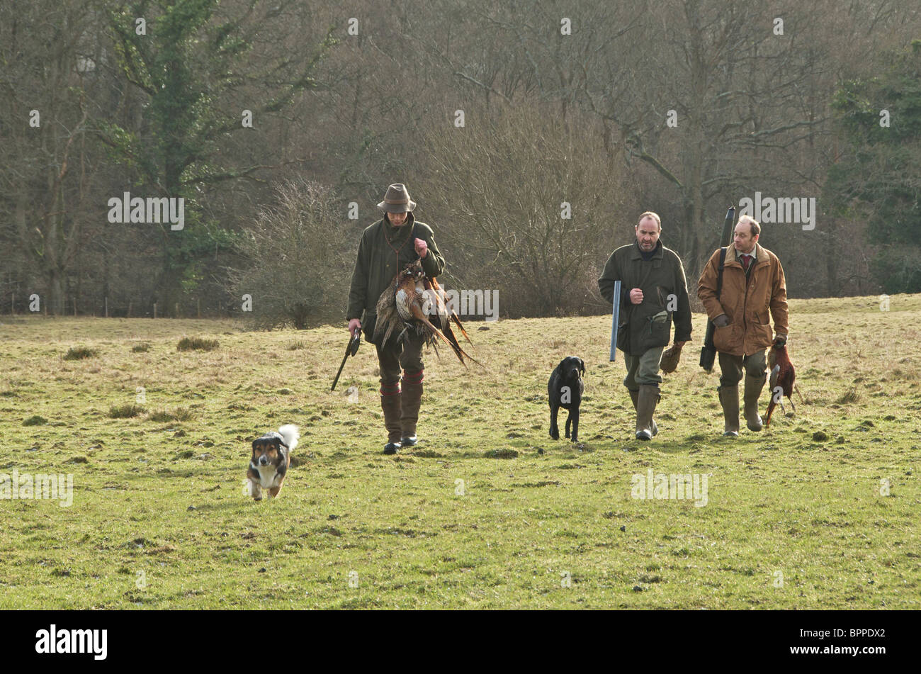Tirer un faisan au Royaume-Uni Banque D'Images