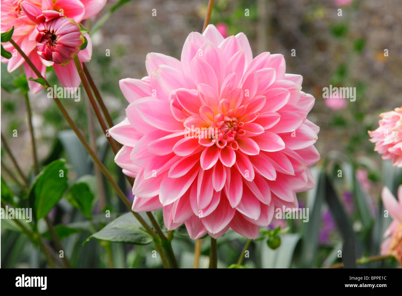 Dahlia D.Wootton Cupid close up du capitule. Banque D'Images