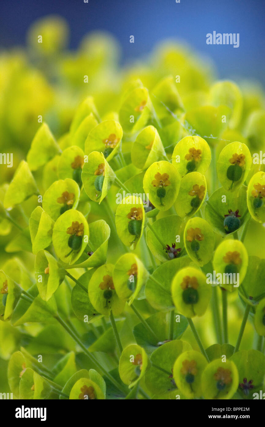 Euphorbia prises à Kew gardens Banque D'Images