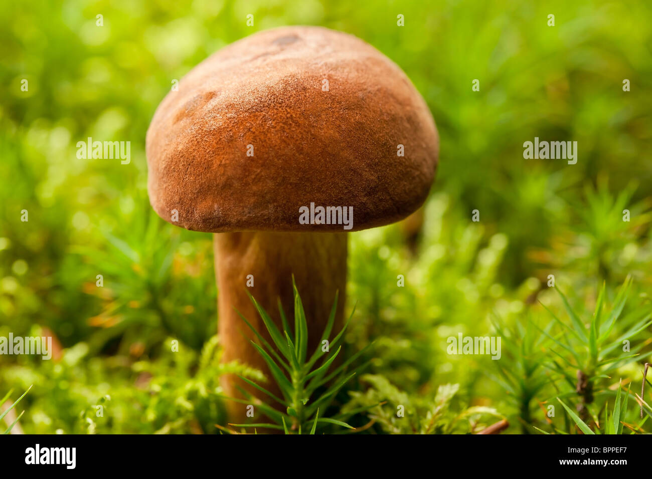 Champignons bolets Bay (Boletus Badius) Banque D'Images