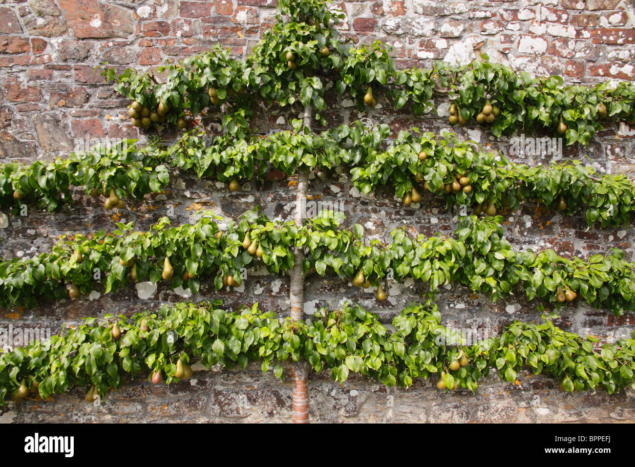 Les poires formés pour se développer en tant qu'arborescence l'espalier contre un mur de jardin. Banque D'Images