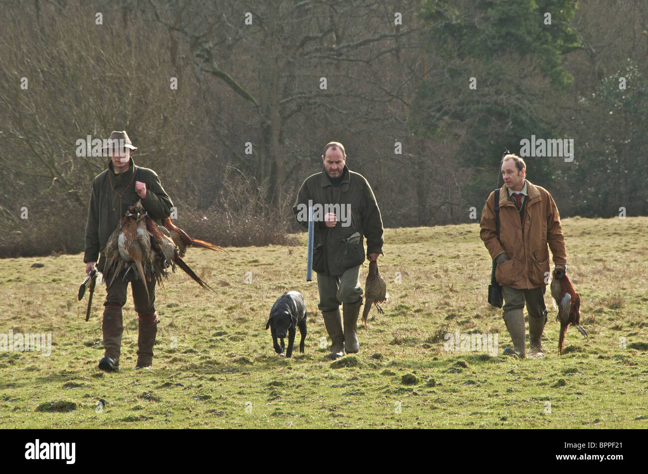 Tirer un faisan au Royaume-Uni Banque D'Images