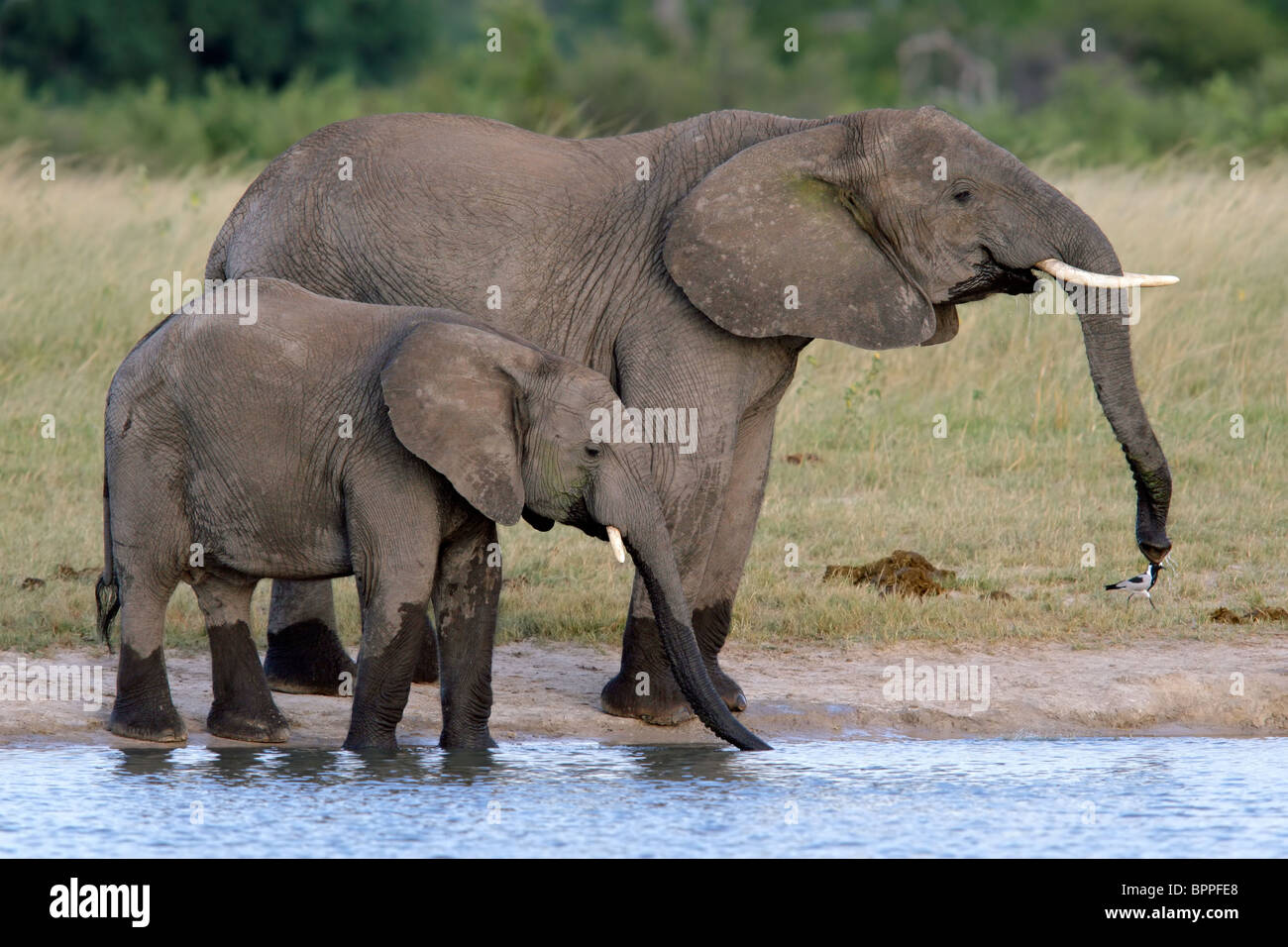 Deux éléphants d'Afrique (Loxodonta africana) à un point d'eau, le parc national de Hwange, Zimbabwe, Afrique du Sud Banque D'Images