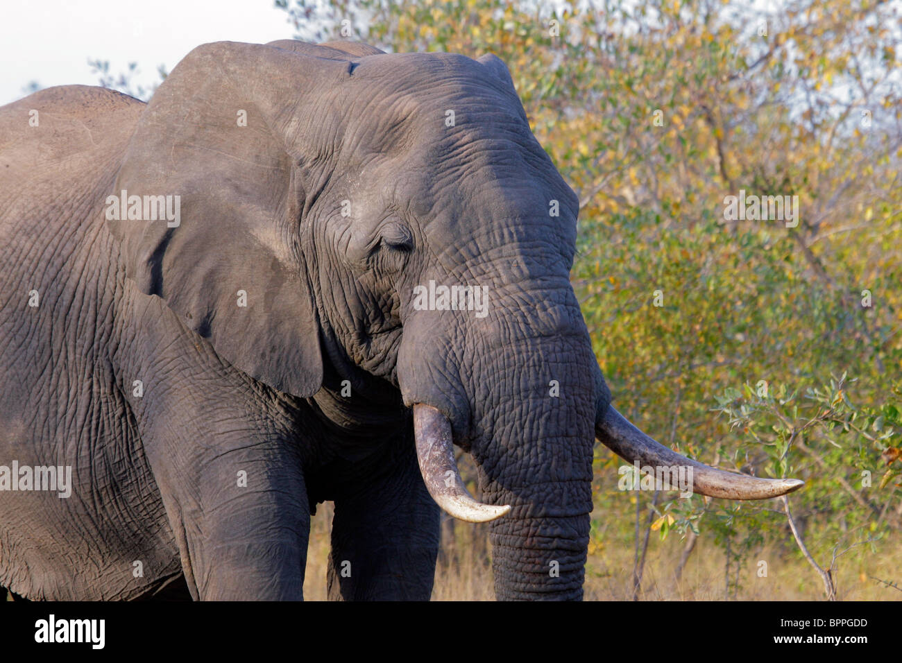 Grand éléphant mâle d'Afrique (Loxodonta africana), Kruger National Park, Afrique du Sud Banque D'Images