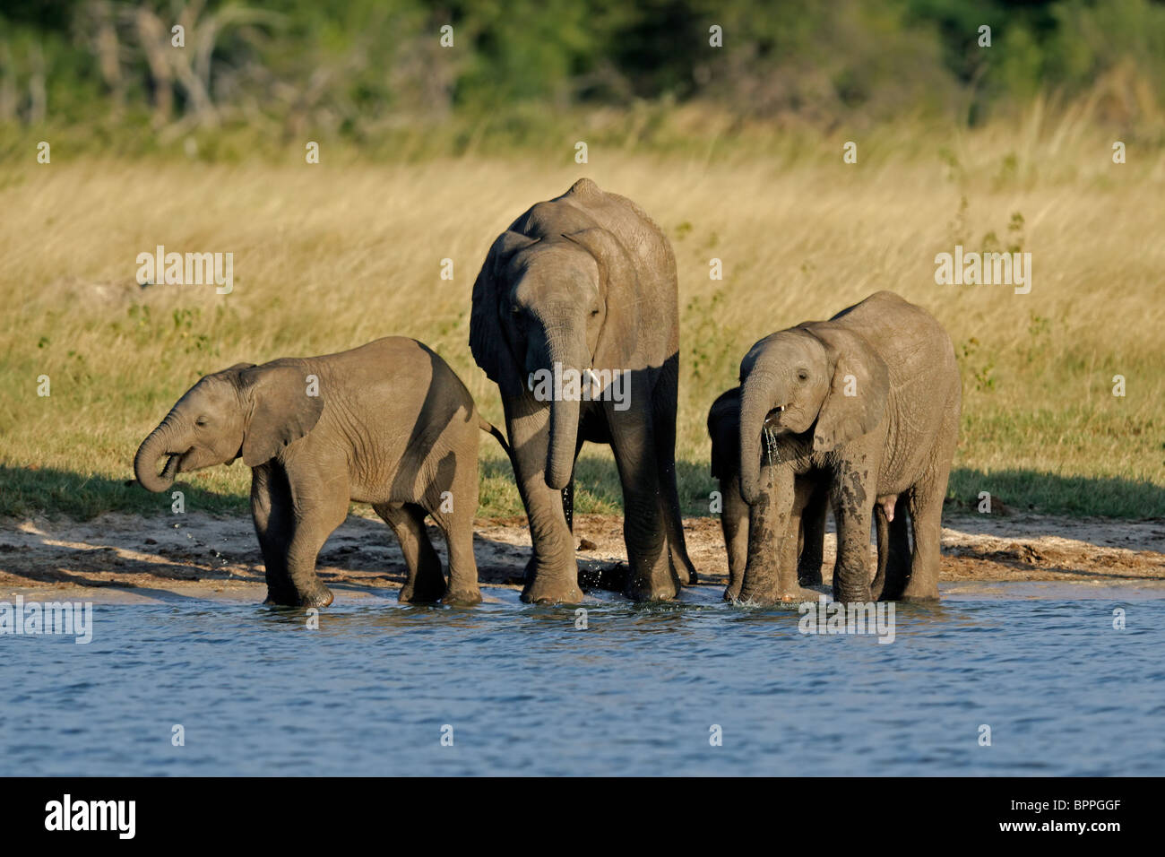 Trois jeunes éléphants d'Afrique (Loxodonta africana) à un point d'eau, le parc national de Hwange, Zimbabwe, Afrique du Sud Banque D'Images