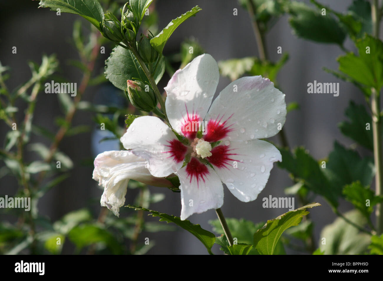 Grande, blanche et rouge-Rose-Of Sharon fleur en pleine floraison ouvre droit après l'été douche pluie, gouttes d'eau s'accrochent à pétales. Banque D'Images