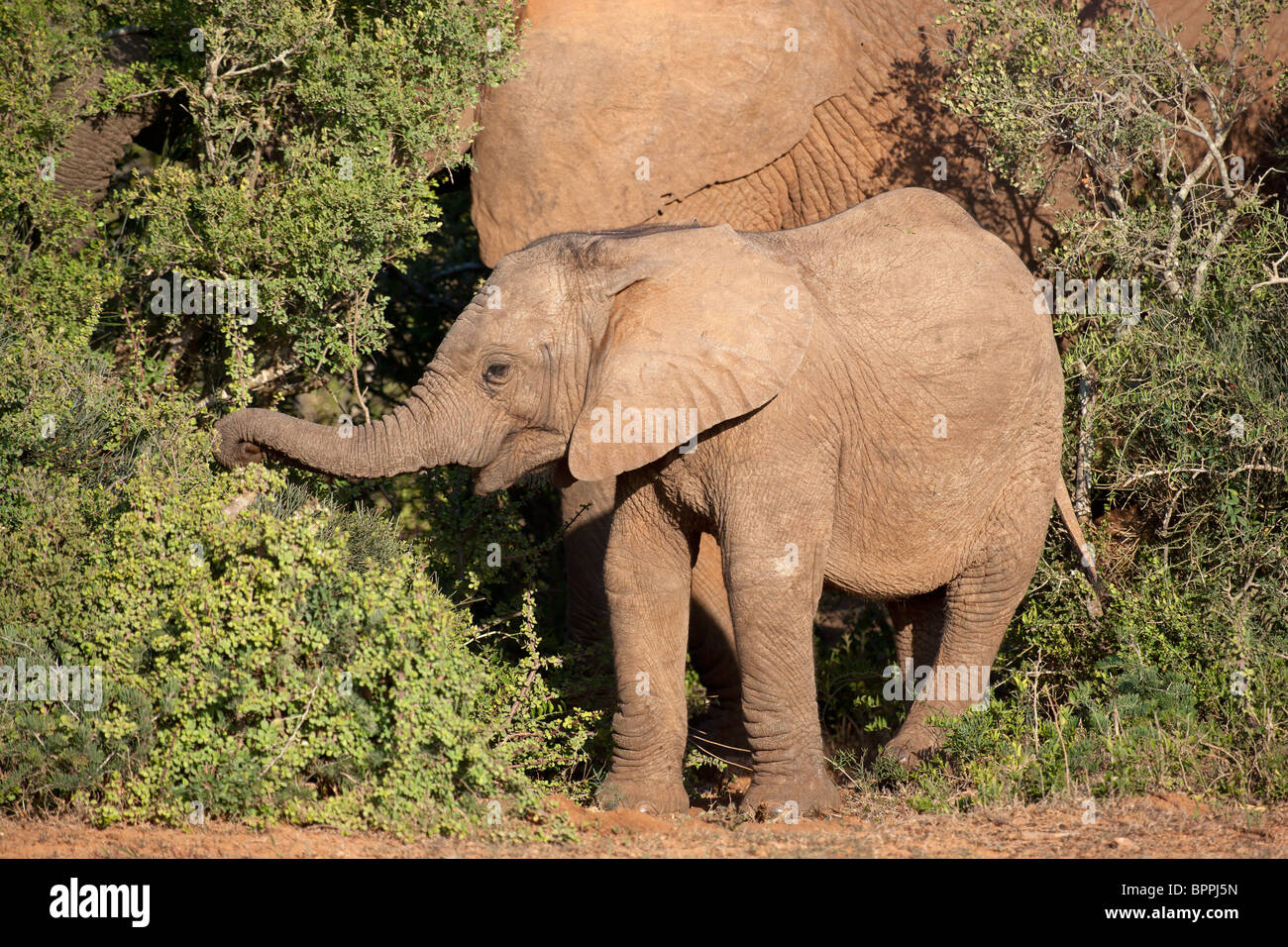 Un jeune éléphant d'Afrique (Loxodonta africana) se nourrissant d'un arbre, Afrique du Sud Banque D'Images