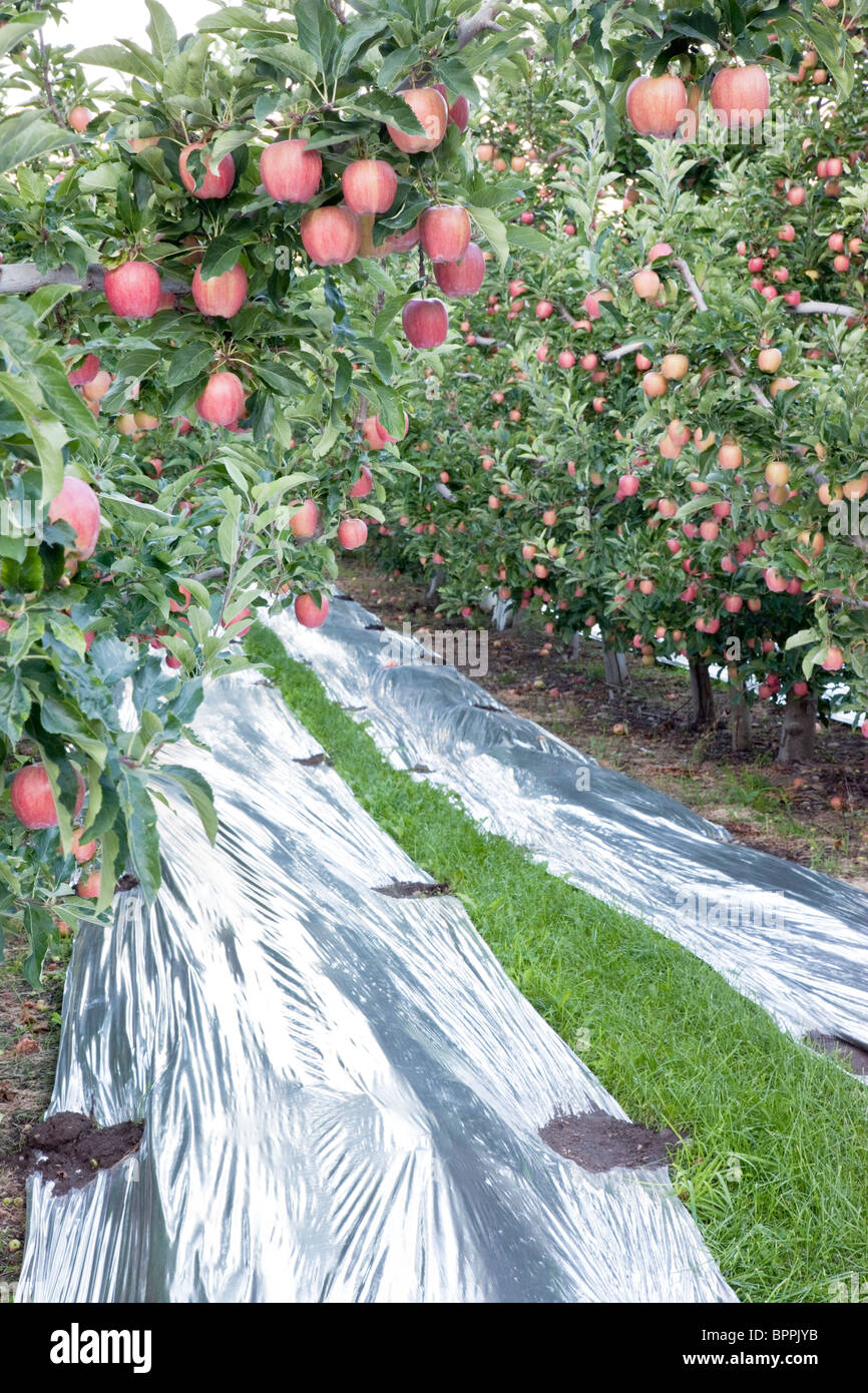 'Gala' apple orchard, Mylar réfléchissant. Banque D'Images