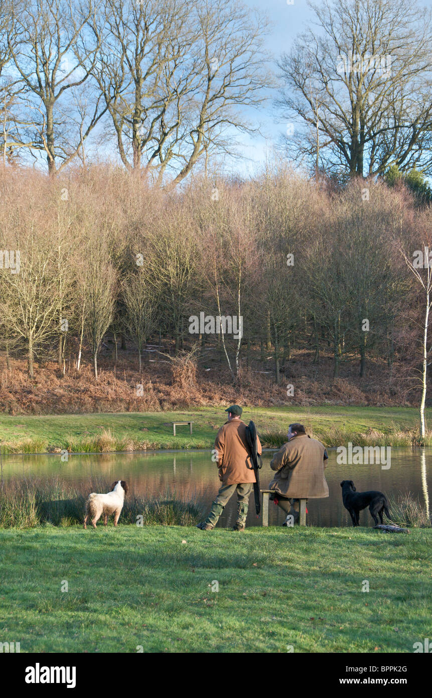 Tirer un faisan au Royaume-Uni Banque D'Images