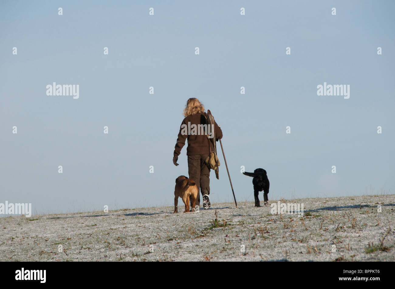 Tirer un faisan au Royaume-Uni Banque D'Images