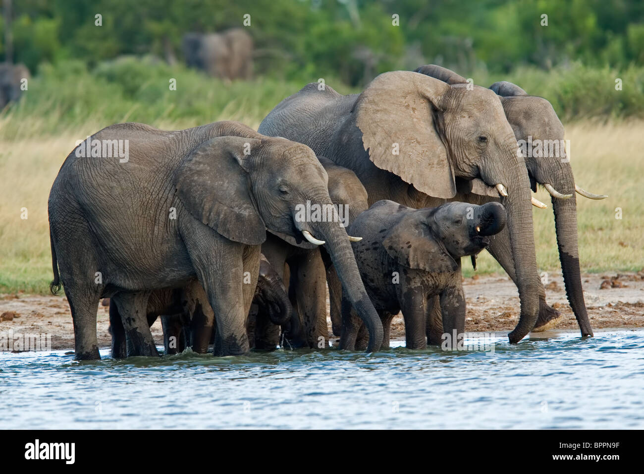 Troupeau d'éléphants d'Afrique (Loxodonta africana) à un point d'eau, le parc national de Hwange, Zimbabwe, Afrique du Sud Banque D'Images
