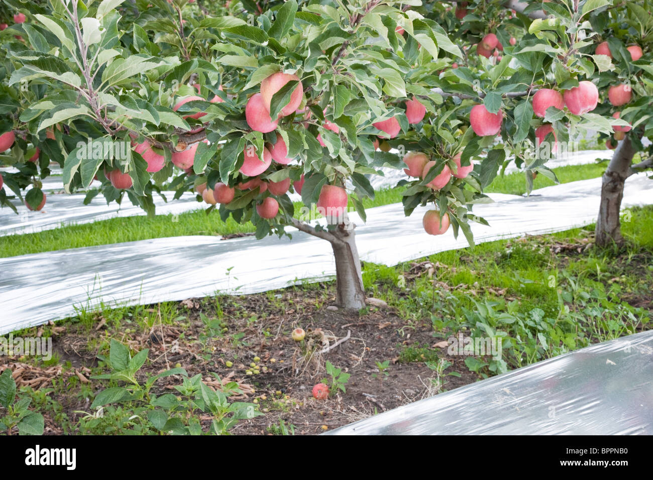 'Gala' apple orchard, Mylar réfléchissant. Banque D'Images