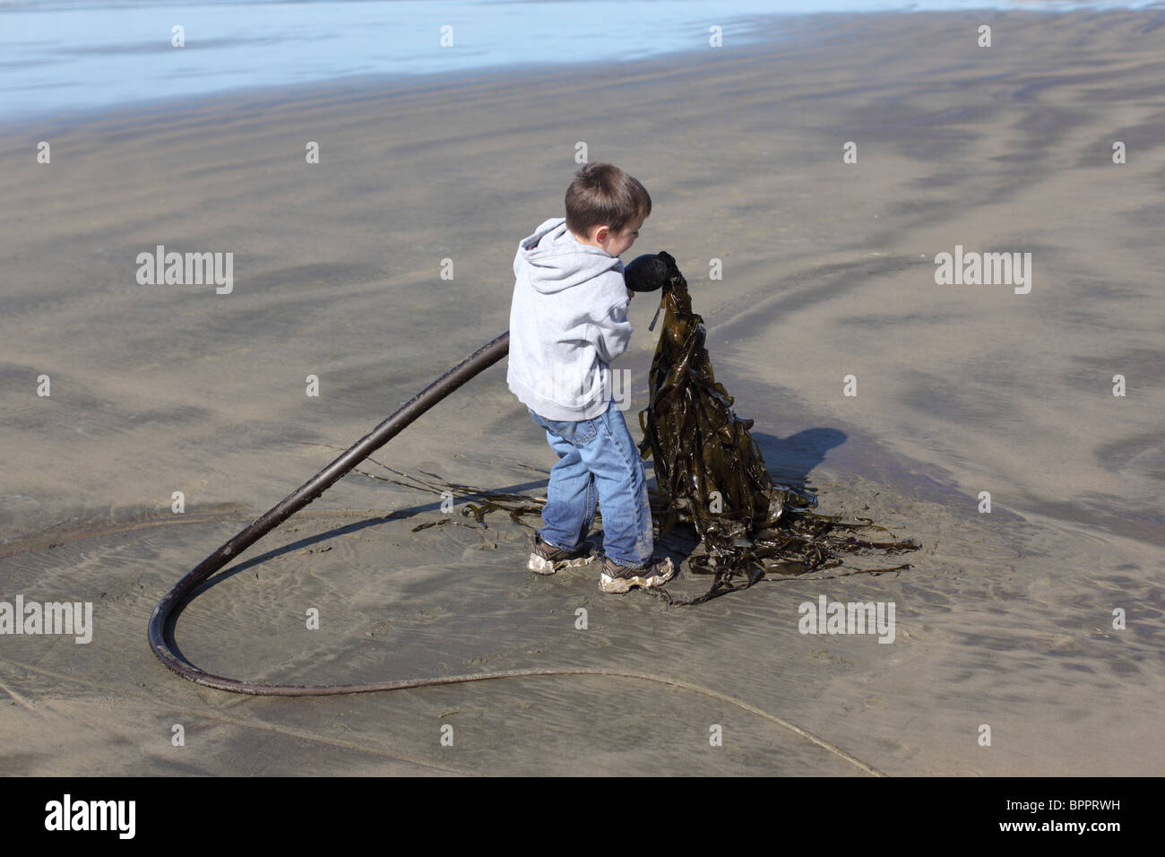 Jeune garçon à la plage ramasser des algues Banque D'Images