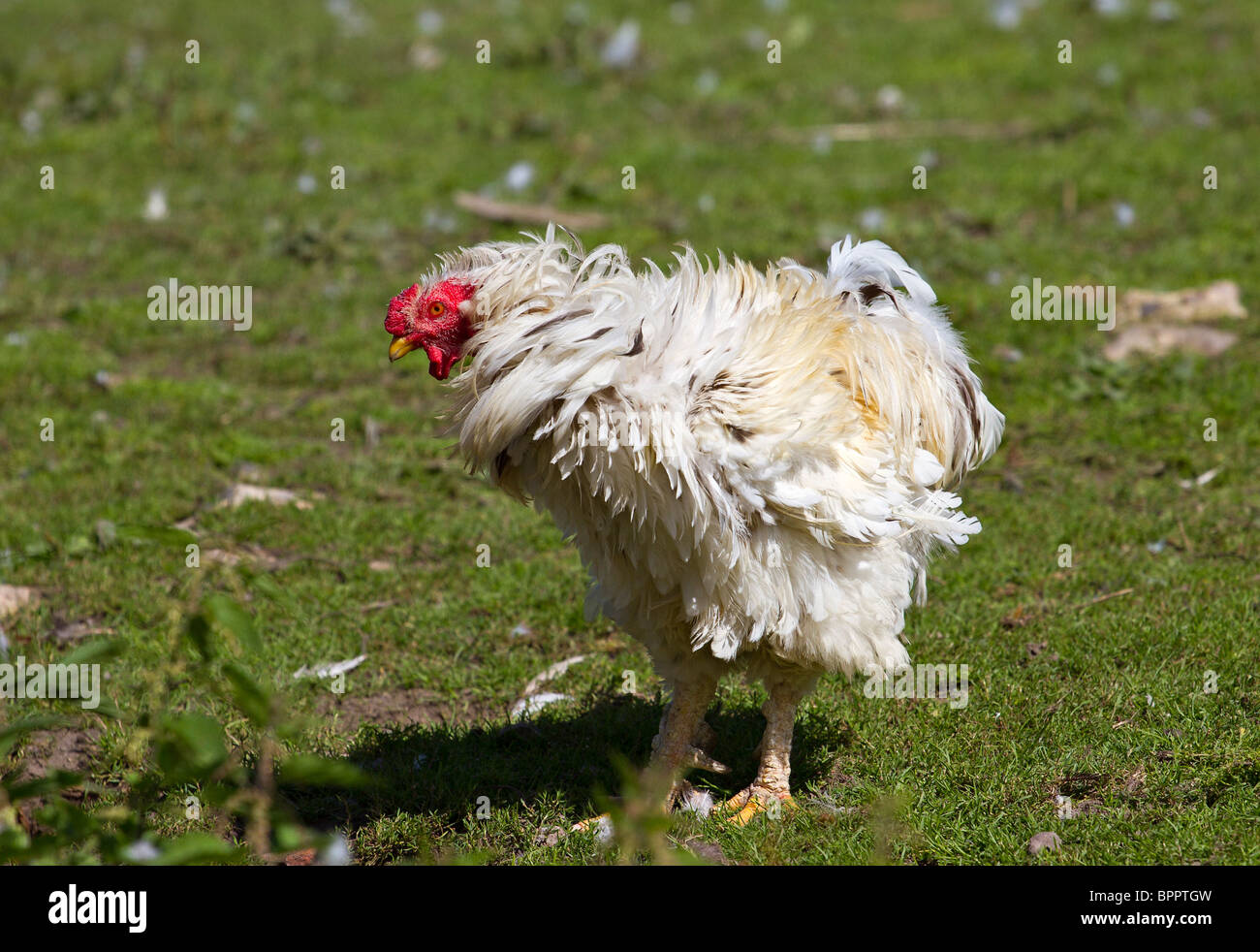 Un seul Frizzle poulet (Gallus gallus domesticus) à l'extérieur sur l'herbe. Sussex, UK Banque D'Images