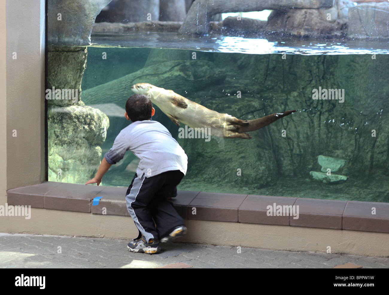 Pre-school boy montres à travers le verre comme une loutre nage sous l'eau à la Texas State Aquarium à Corpus Christi, Texas, États-Unis Banque D'Images