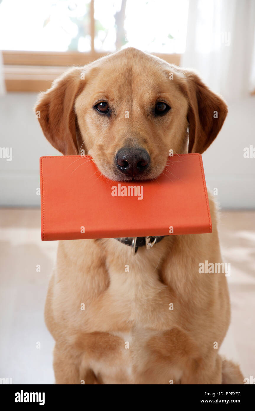 Chien a un contact visuel avec viewer en maintenant réserve en bouche Banque D'Images