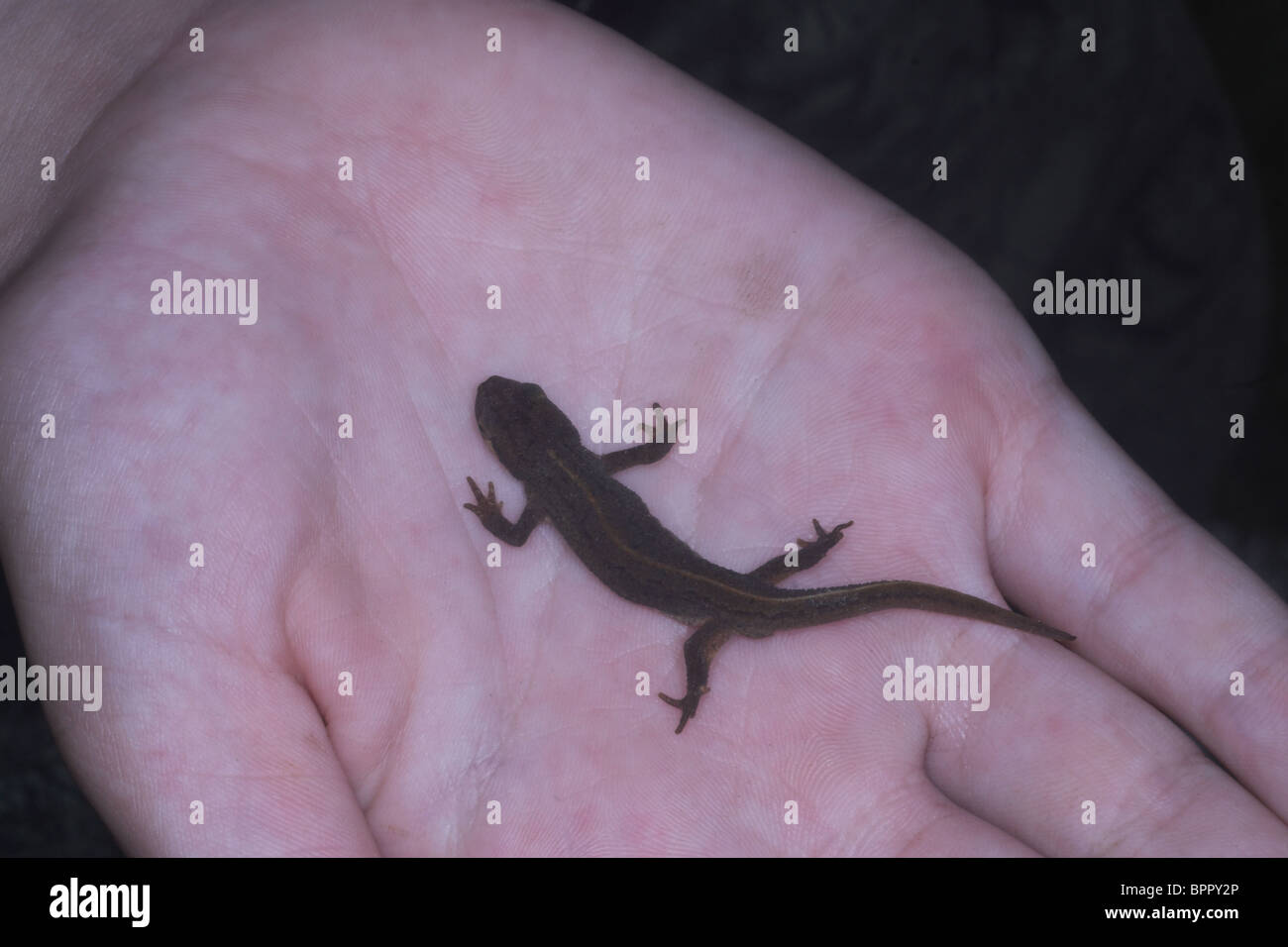 Triturus vulgaris Triton tacheté sur les garçons la main. UK Banque D'Images