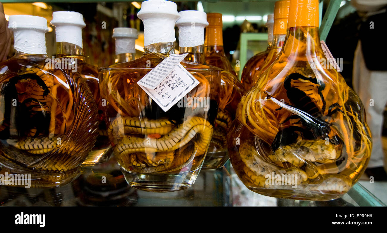 Reptiles Couleuvre / boisson alcoolisée est très populaire avec les hommes au Vietnam en tant qu'il est suppose d'accroître leur pouvoir masculin. Banque D'Images