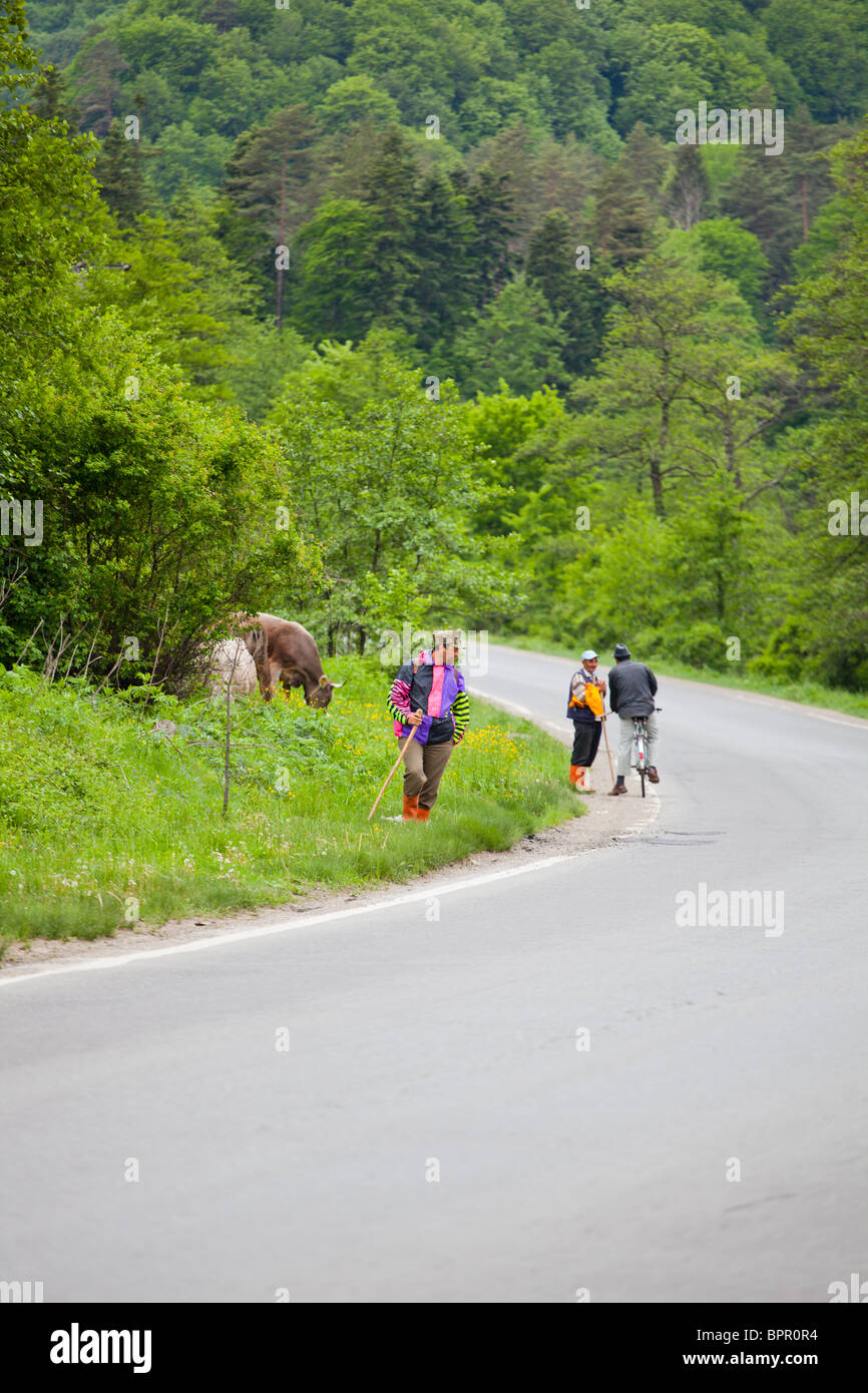 La participation à des éleveurs de vaches sur le bas-côté de la route en Roumanie. Banque D'Images