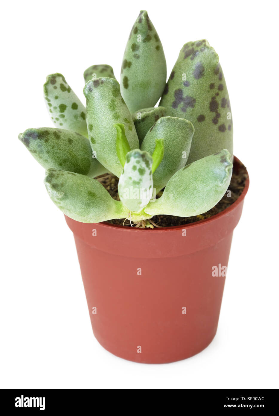 Plantes Succulentes de la famille Brown en pot, isolé sur fond blanc Banque D'Images