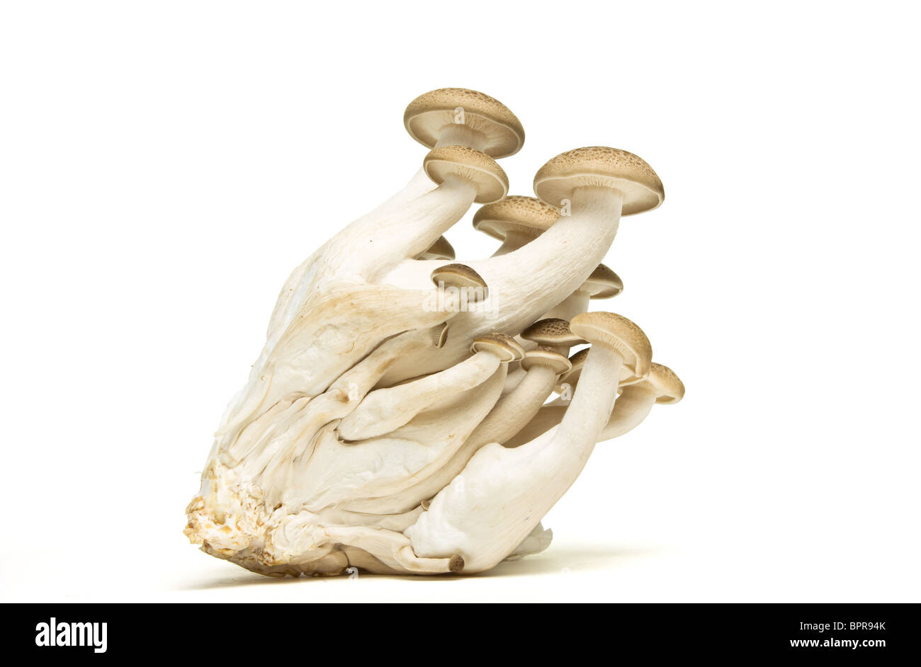 Abstract touffe d'hêtre brun ( champignons shimeji Buna) isolé sur blanc. Banque D'Images