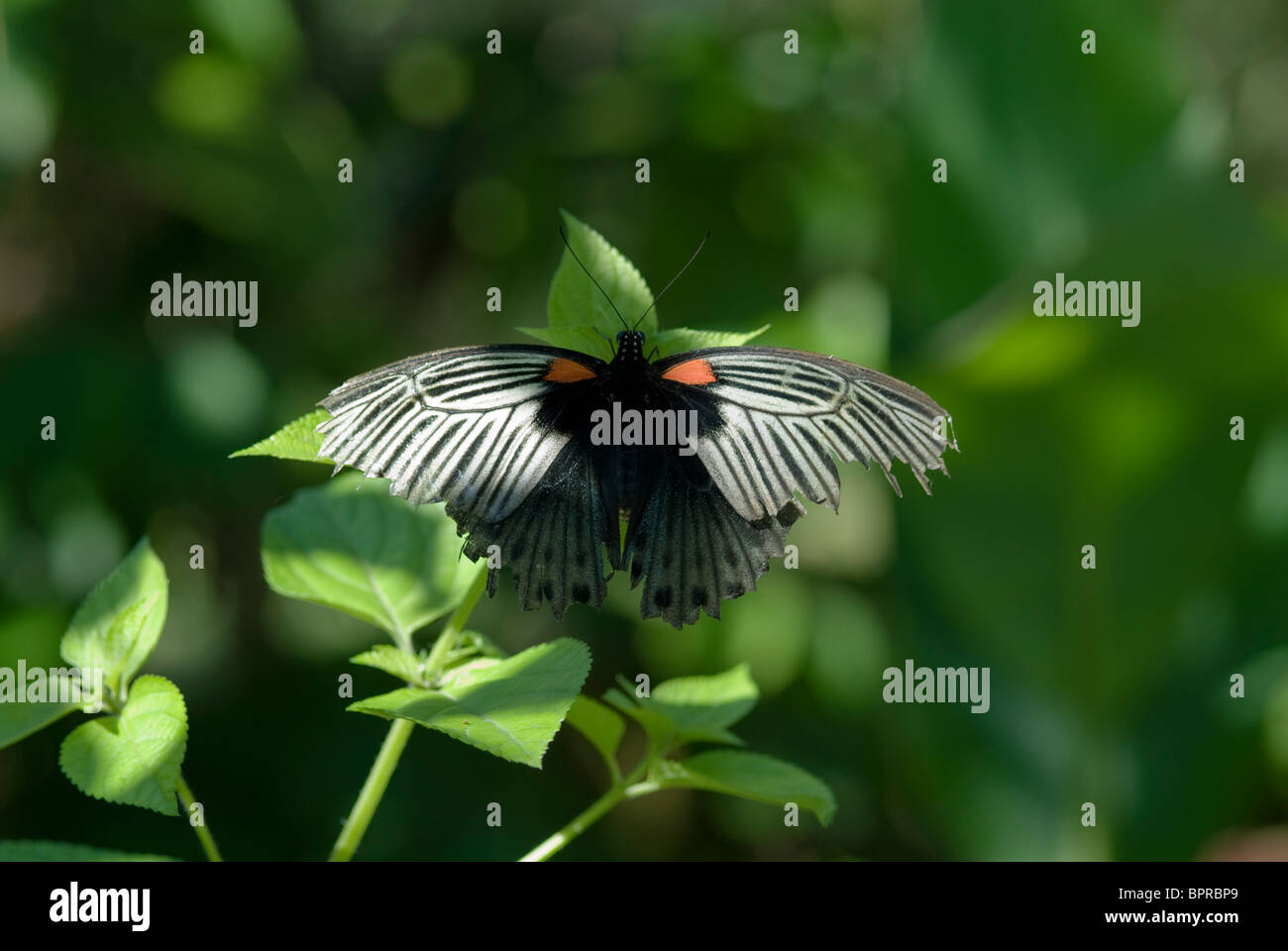 Papillon, réserve forestière Tambunan, Sabah, Bornéo. Banque D'Images