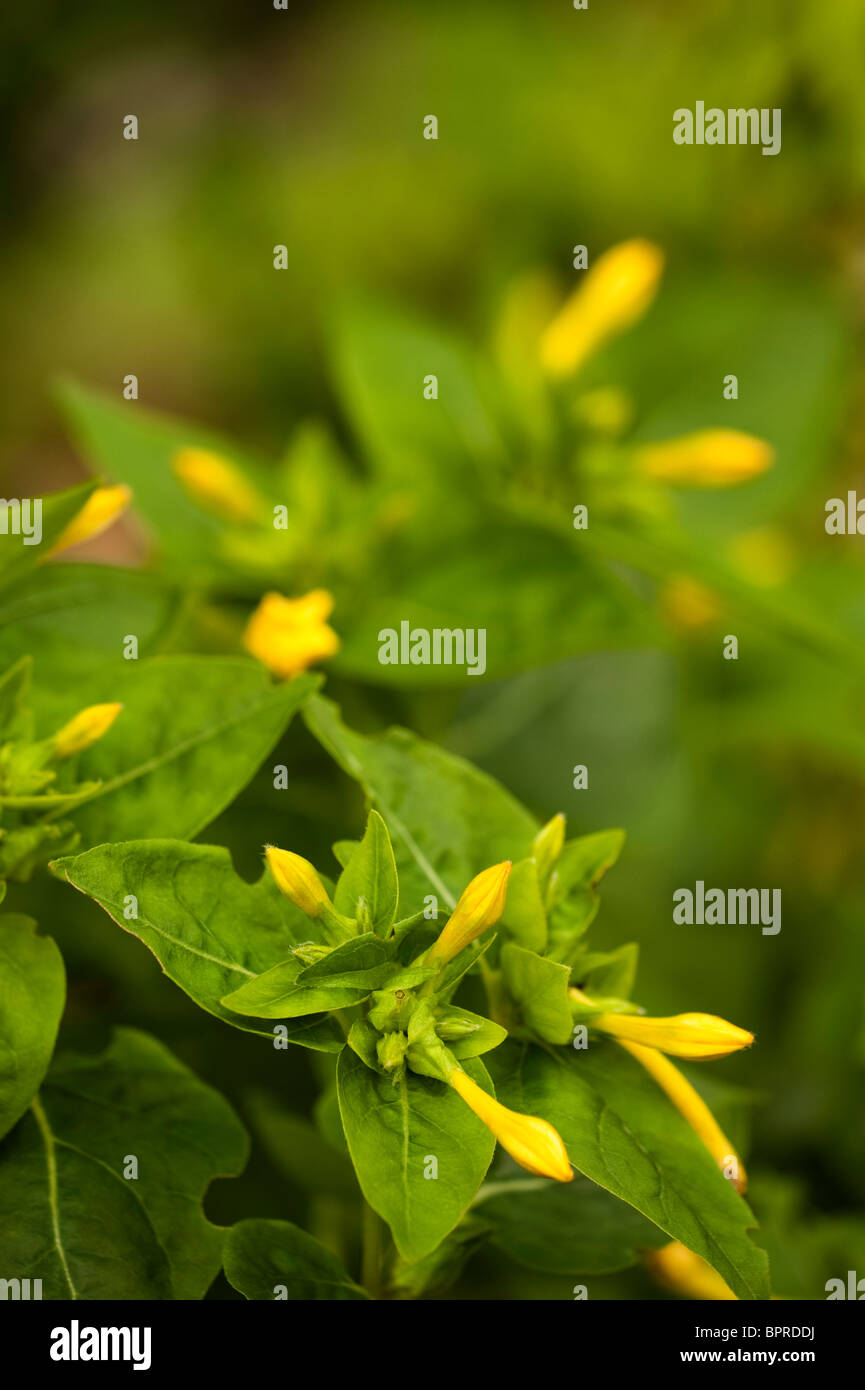 Mirabilis jalapa, Four O'clock fleur ou émerveillez-vous du Pérou Banque D'Images