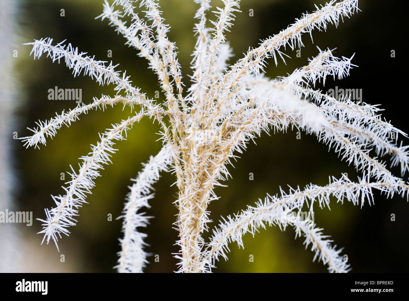Givre Cristaux de glace sur des plantes de jardin à Seattle, Washington. Banque D'Images