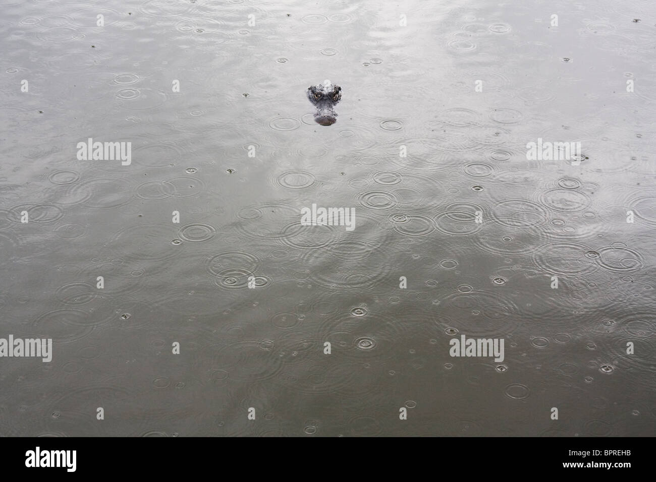 Alligator Alligator mississippiensis) (dans le parc national des Everglades, en Floride. Banque D'Images