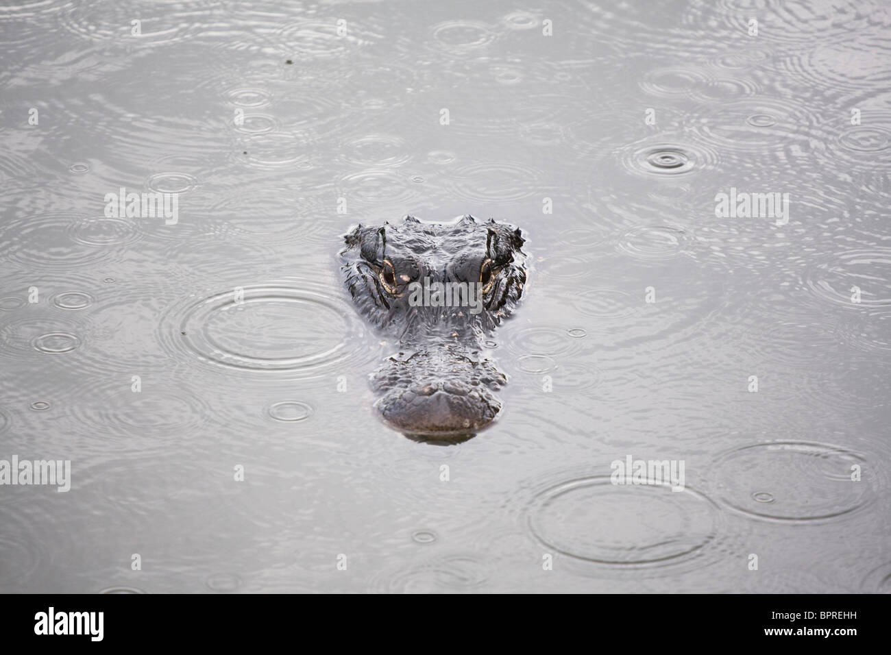 Alligator Alligator mississippiensis) (dans le parc national des Everglades, en Floride. Banque D'Images