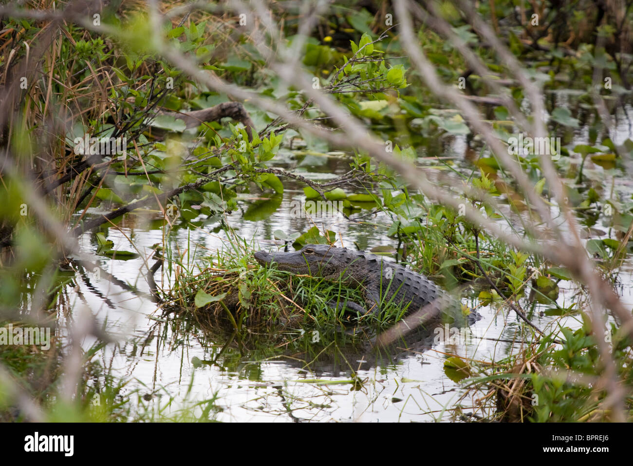 Un alligator Alligator mississippiensis) (dans le parc national des Everglades, en Floride. Banque D'Images