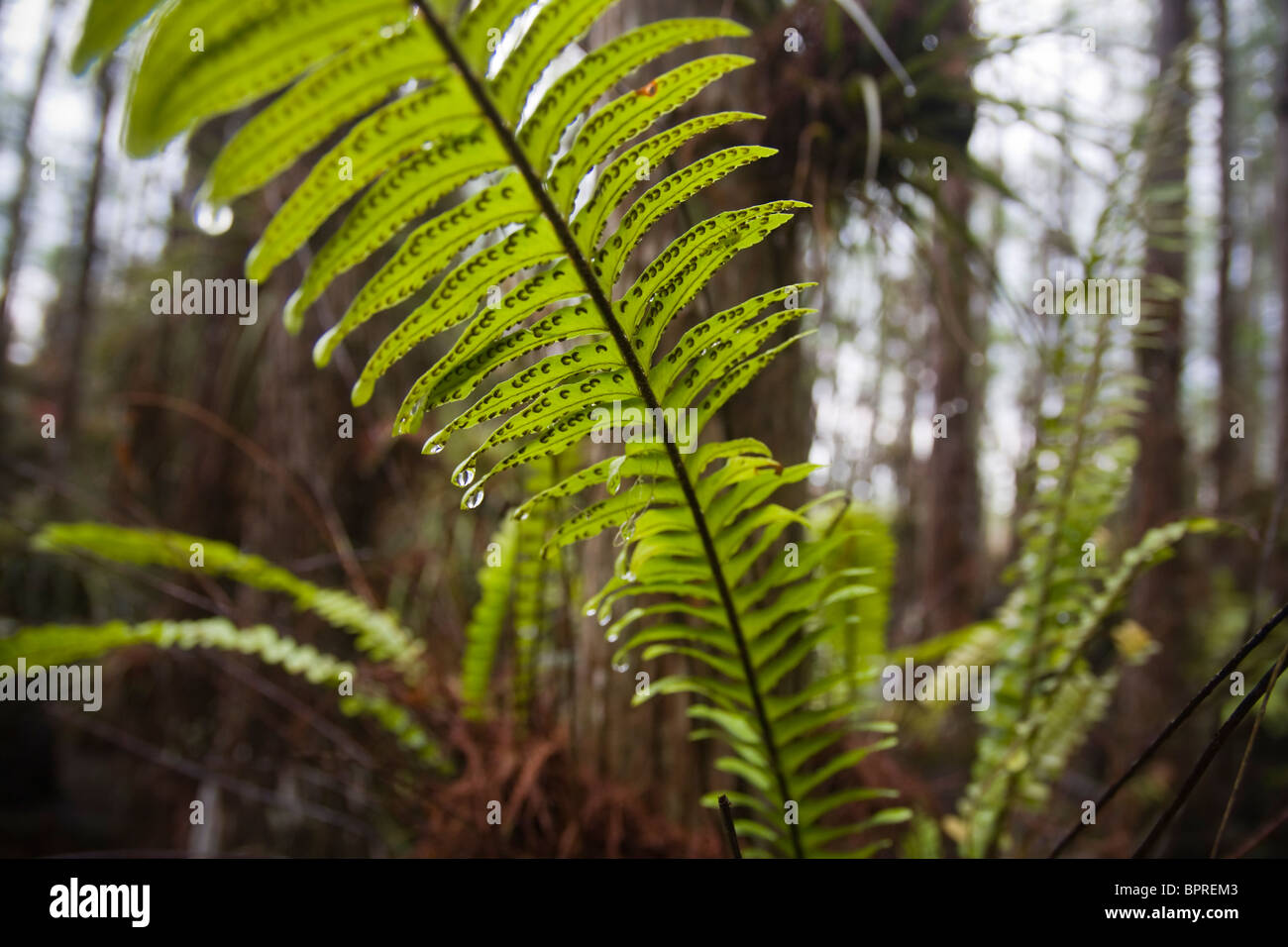 Les gouttes d'eau à partir de fougères dans un marais de cyprès dans le parc national des Everglades, en Floride. Banque D'Images