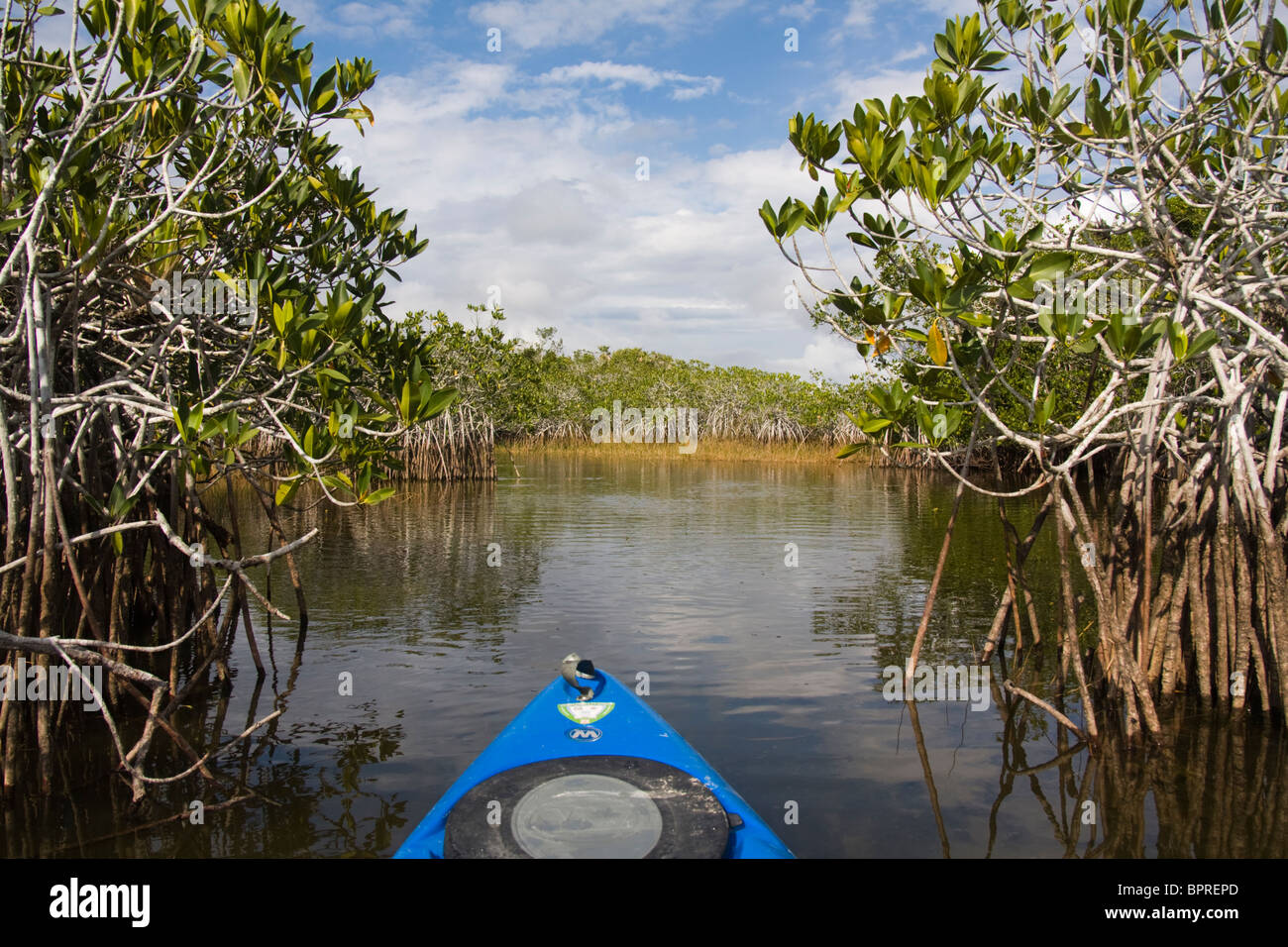 Kayak à travers la mangrove rouge (Rhizophora mangle) dans le parc national des Everglades, en Floride. Banque D'Images