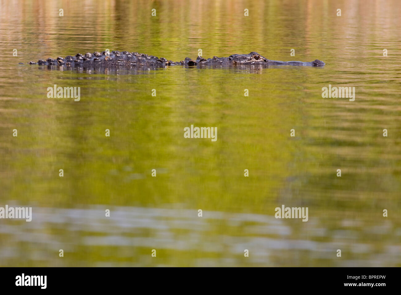 Alligator Alligator mississippiensis) (dans le parc national des Everglades, en Floride. Banque D'Images