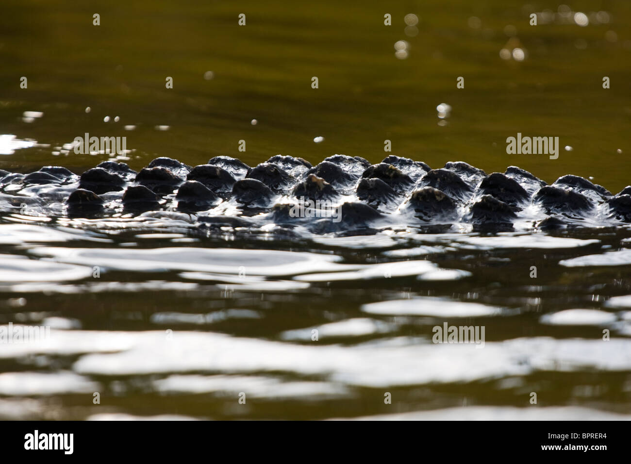 Retour d'alligator Alligator mississippiensis) (dans le parc national des Everglades, en Floride. Banque D'Images
