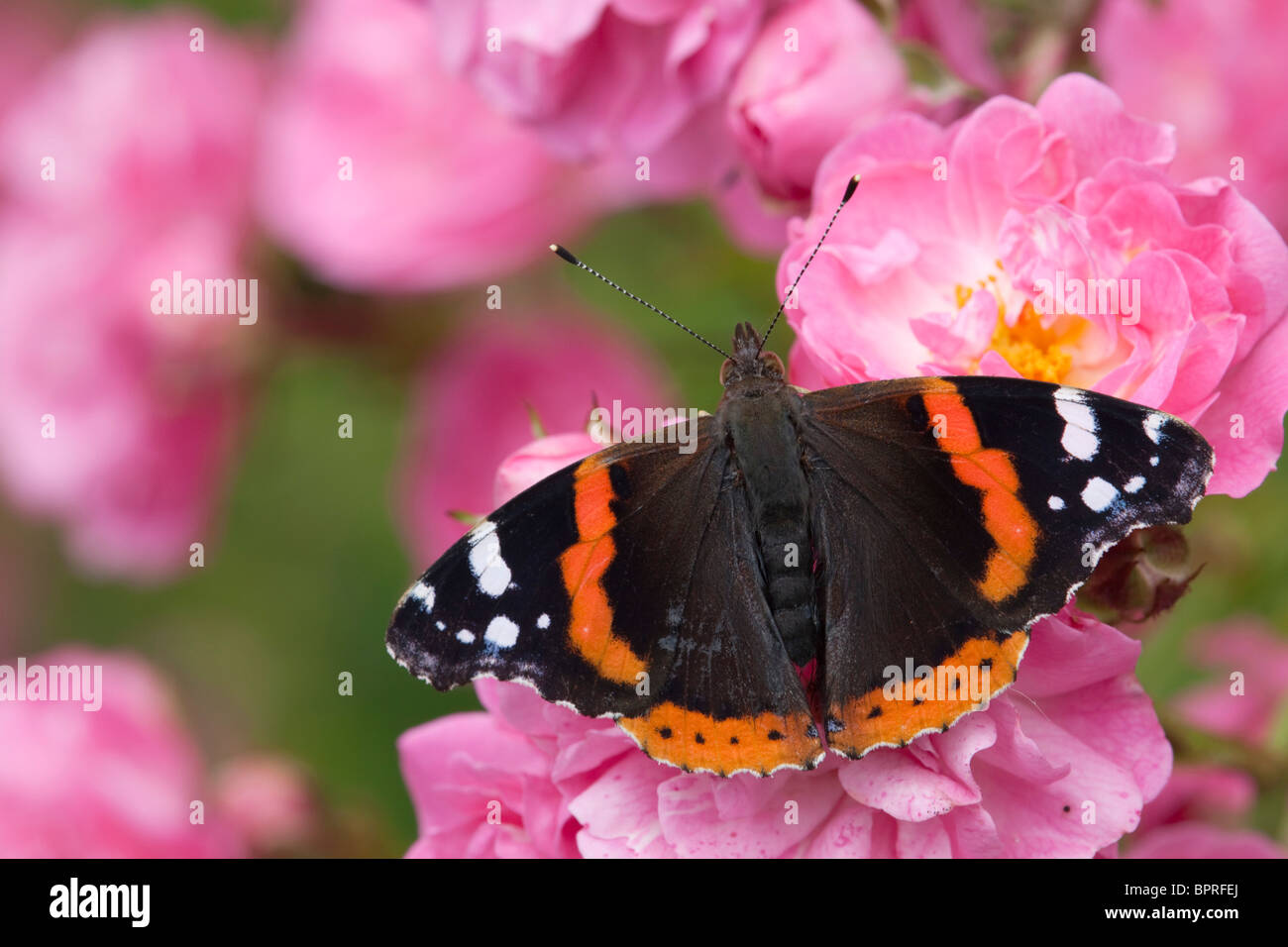 L'amiral rouge ; papillon ; Vanessa atalanta sur une rose Banque D'Images