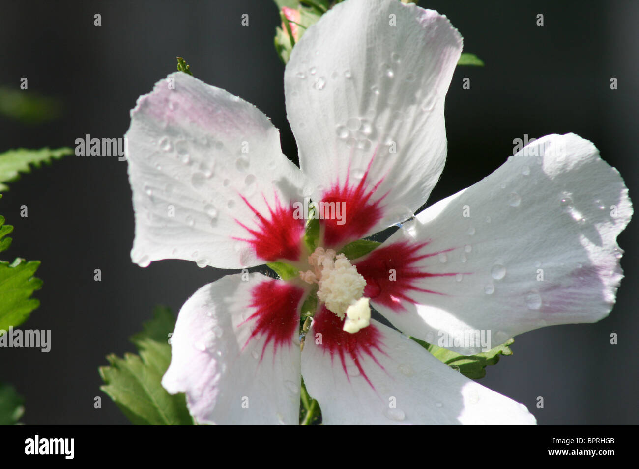 Grand, de près, Rose-Of-Sharon fleur en pleine floraison wide open après une douche à effet pluie avec des perles scintillantes d'eau toujours en pétales. Banque D'Images