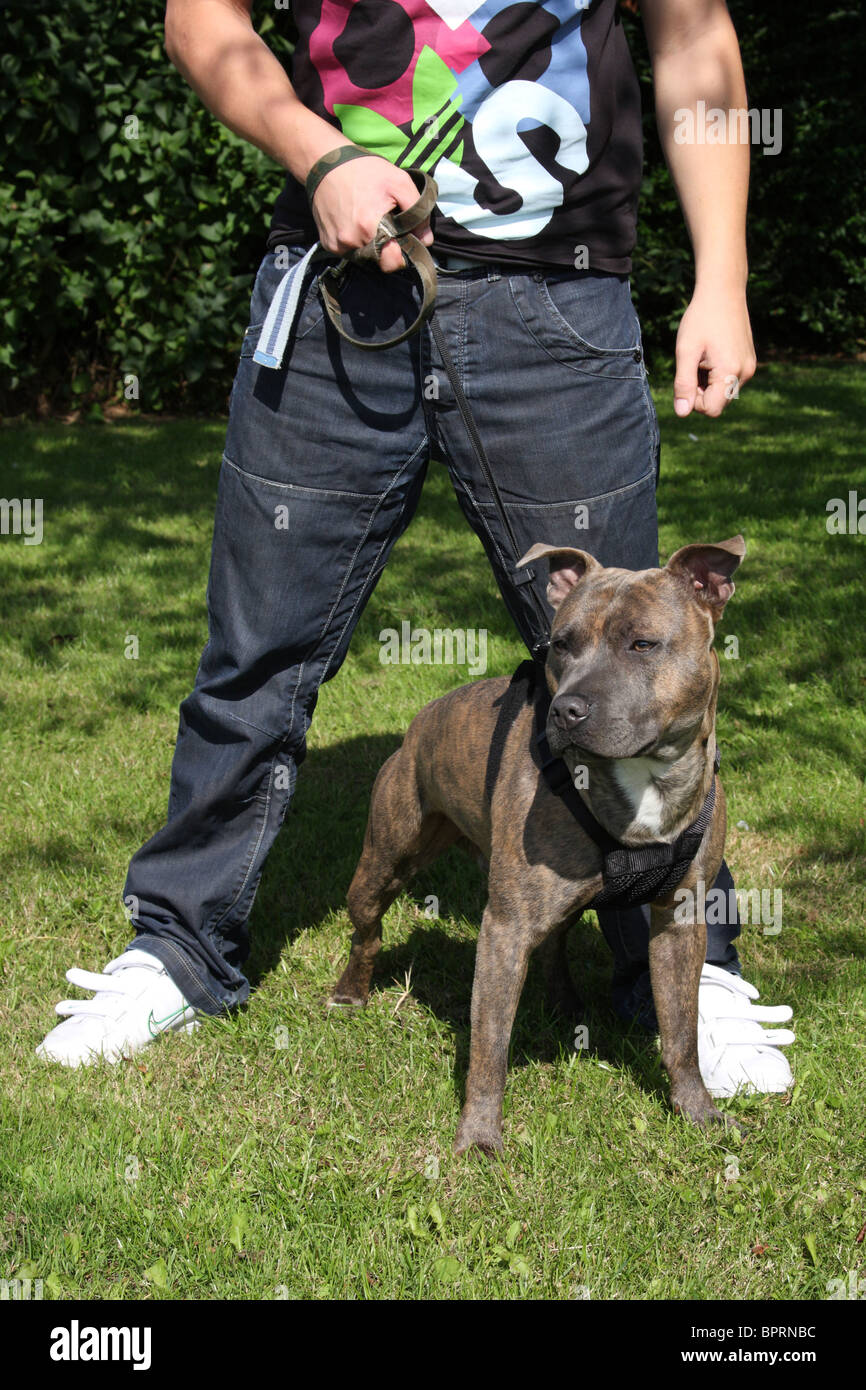 Un Staffordshire Bull Terrier. Banque D'Images