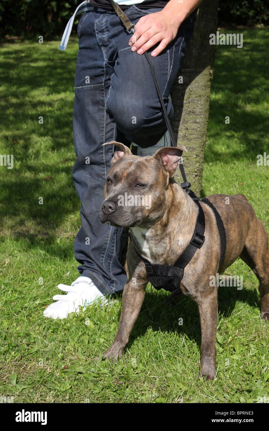 Un Staffordshire Bull Terrier. Banque D'Images