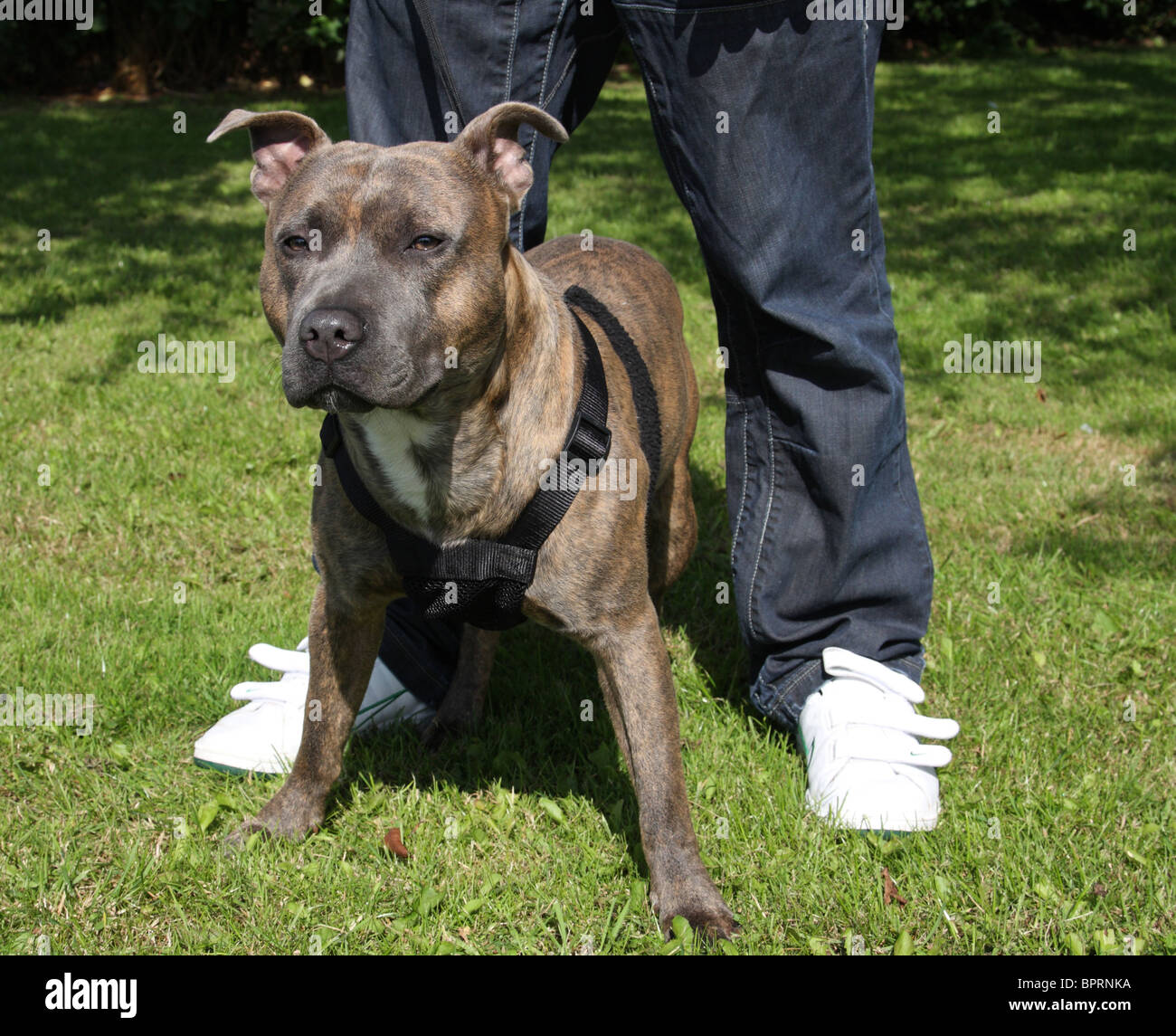 Un Staffordshire Bull Terrier. Banque D'Images