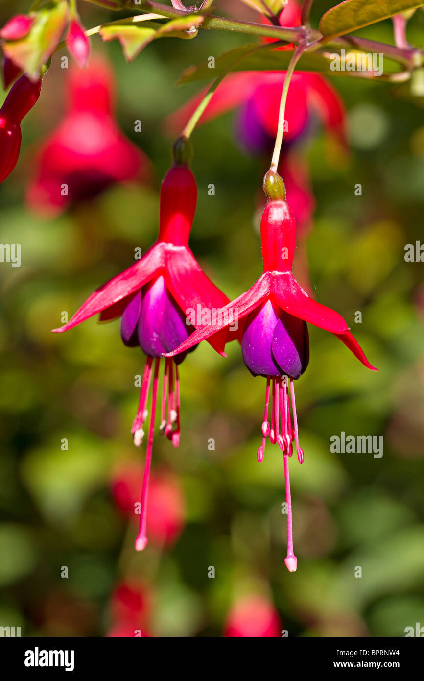 Seule fleur fuchsia, variété inconnu en fleur au début de l'automne au Royaume-Uni. Banque D'Images