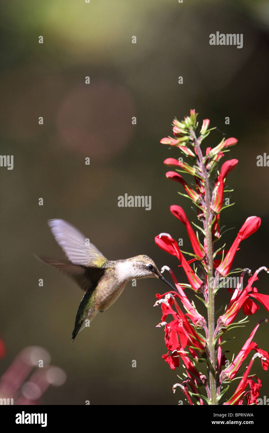 Colibri à gorge rubis (Archilochus colubris, planant, près de fleurs rouge cardinal. Exécutez Leamings Gardens, Cape May, NJ Banque D'Images
