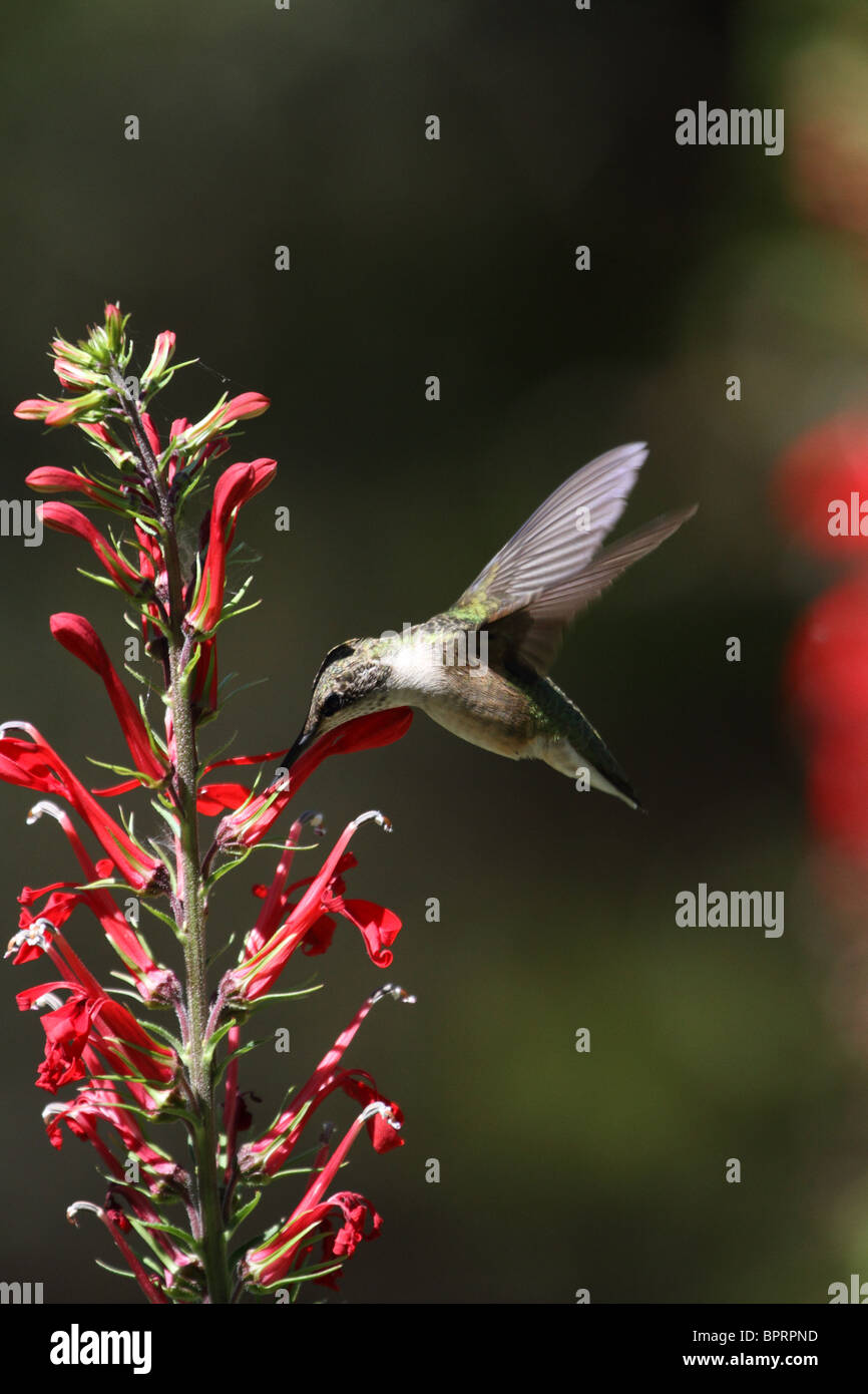 Colibri à gorge rubis (Archilochus colubris, planant, près de fleurs rouge cardinal. Exécutez Leamings Gardens, Cape May, NJ Banque D'Images