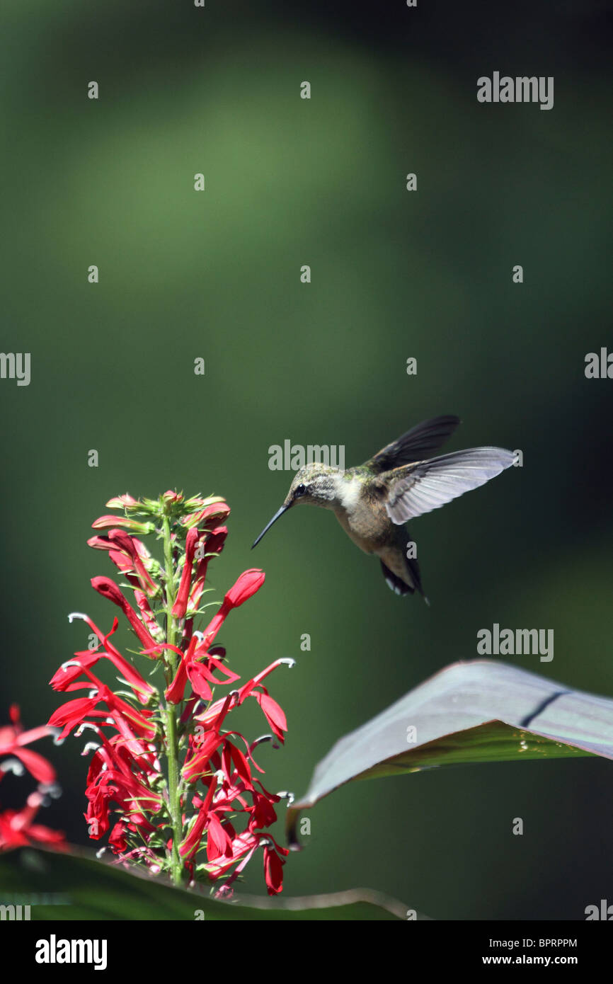 Colibri à gorge rubis (Archilochus colubris, planant, près de fleurs rouge cardinal. Exécutez Leamings Gardens, Cape May, NJ Banque D'Images