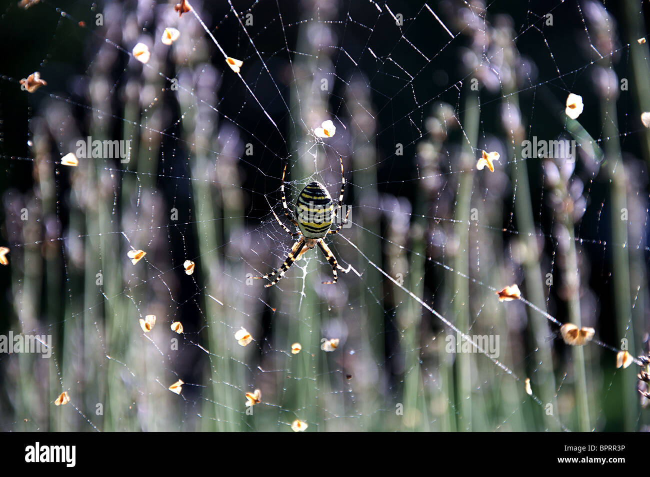 Spider web avec une araignée - Argiope bruennichi Wasp - Lavanda champ à l'arrière. Banque D'Images